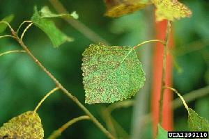 Marssonina brunnea on poplar