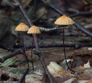 Marasmius fiardii