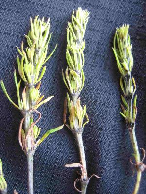 Melanotaenium endogenum in the stems and leaves of yellow bedstraw (Galium verum).Image Credit: Hans Henrik Bruun, University of Copenhagen