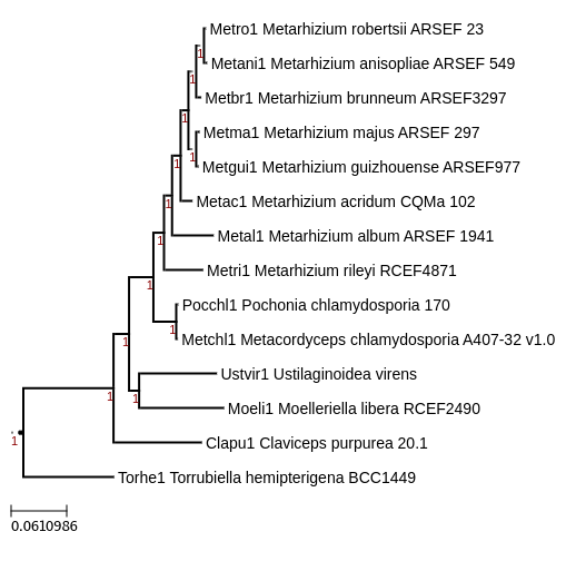 Photo of Metacordyceps chlamydosporia A407-32 v1.0