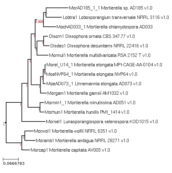 Photo of Entomortierella chlamydospora AD033