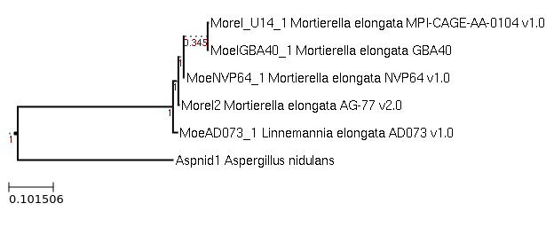 Photo of Linnemannia elongata GBA40