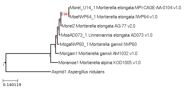 Photo of Linnemannia gamsii NVP60