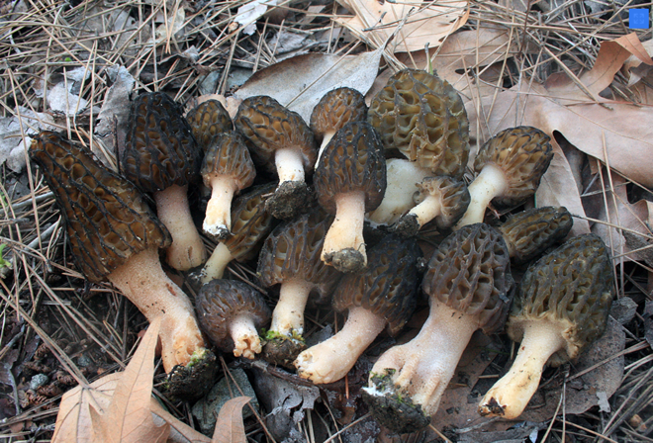 Photo of Morchella arbutiphila PhC 291 v1.0