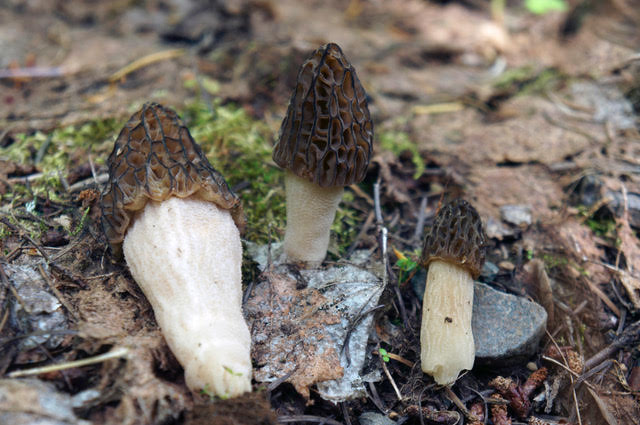 Morchella brunnea. Image courtesy of Michael Beug.