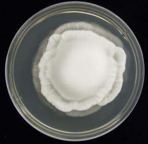 Colony morphology of Mortierella sp. showing typical rosette pattern of growth. Image courtesy of Abigail Bryson.