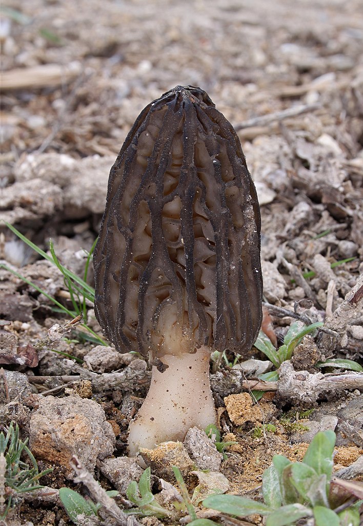 Photo of Morchella eximia NRRL 26621 v1.0