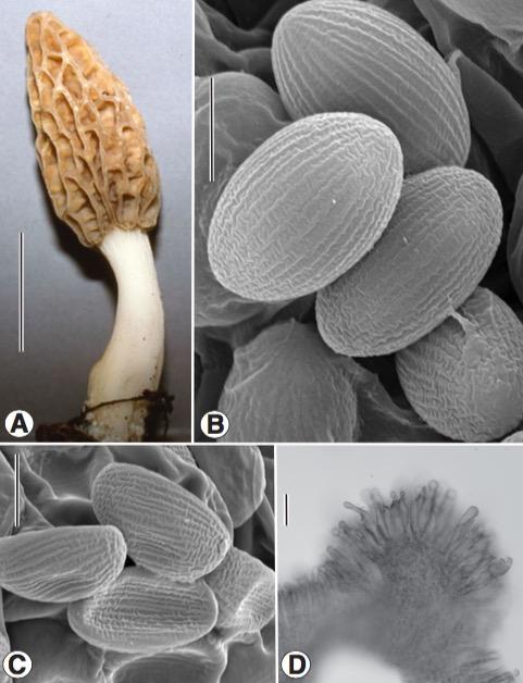 Photo of Morchella hispaniolensis Mel-18 v1.0