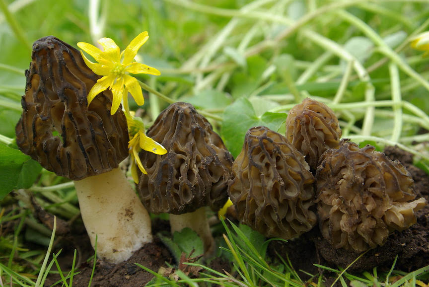 Photo of Morchella semilibera PhC 218 v1.0