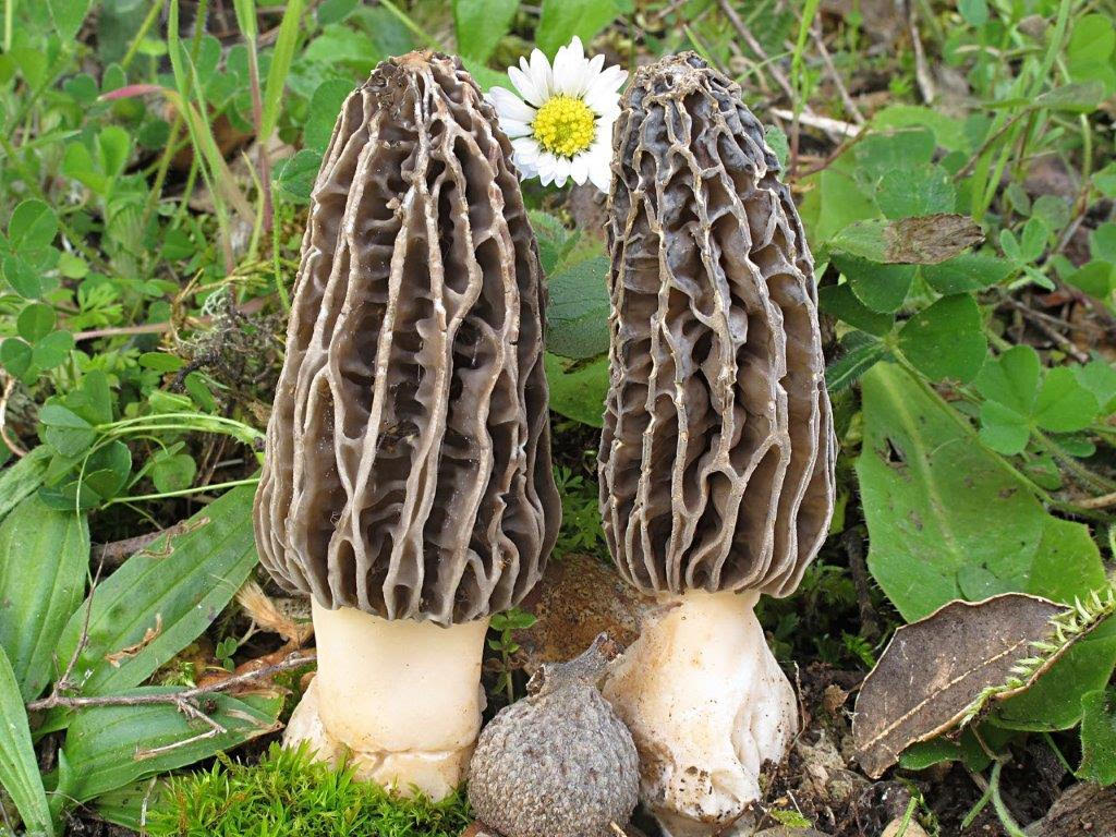 Morchella tridentina, photographed near Aracena, Spain [Image
credit: Luis Romero de la Osa]