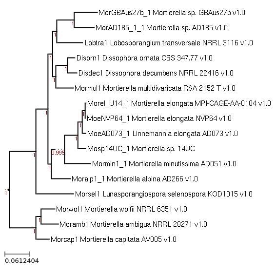 Photo of Mortierella sp. 14UC