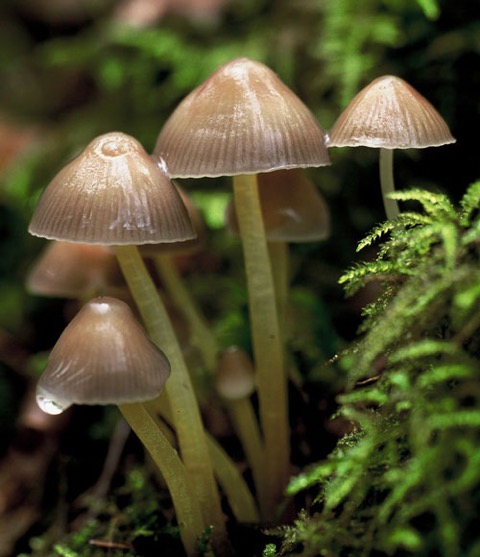 Mycena epipterygia