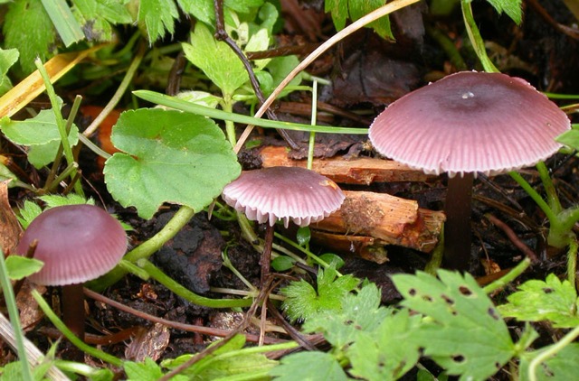 Mycena pura