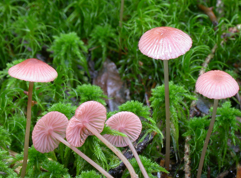 Mycena rosella
