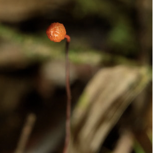 Photo of Ophiocordyceps australis Map64