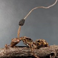 Photo of Ophiocordyceps kimflemingae SC16a