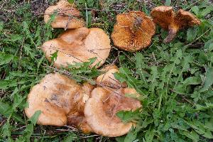 Paxillus ammoniavirescens
