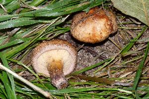 Paxillus adelphus
