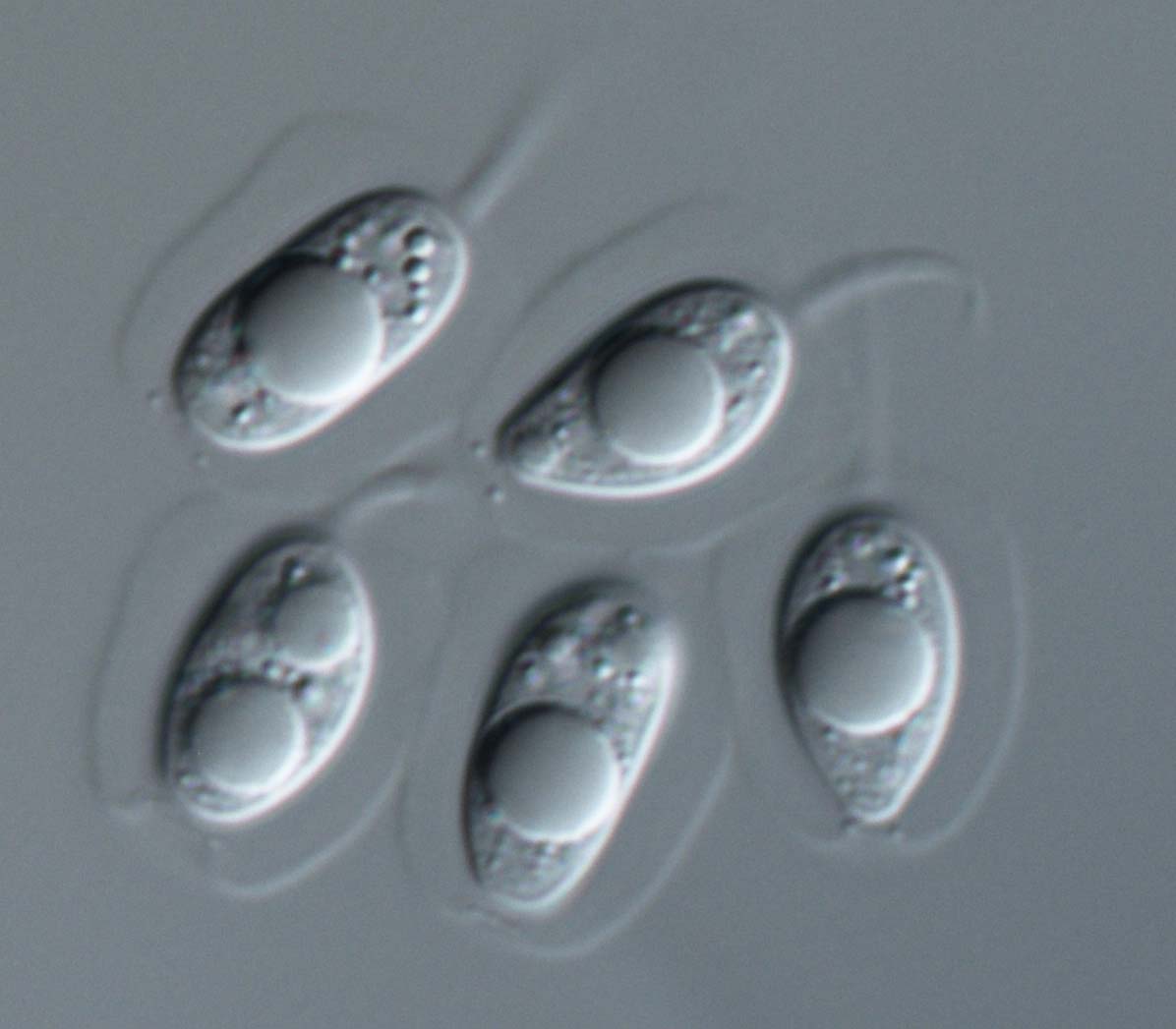 Conidia of Phyllosticta capitalensis CBS 123374.