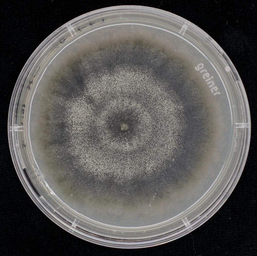 Phyllosticta citribraziliensis CPC 17464 grown on wheat bran.