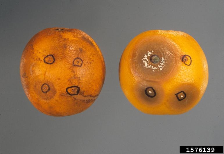 Penicillium solitum on citrus. Image by Gerald Holmes, California
Polytechnic State University at San Luis Obispo, <a href="https://bugwood.org/">Bugwood.org</a>, licensed under a <a
href="https://creativecommons.org/licenses/by-nc/3.0/us/">Creative
Commons Attribution-Noncommercial 3.0 License</a>.