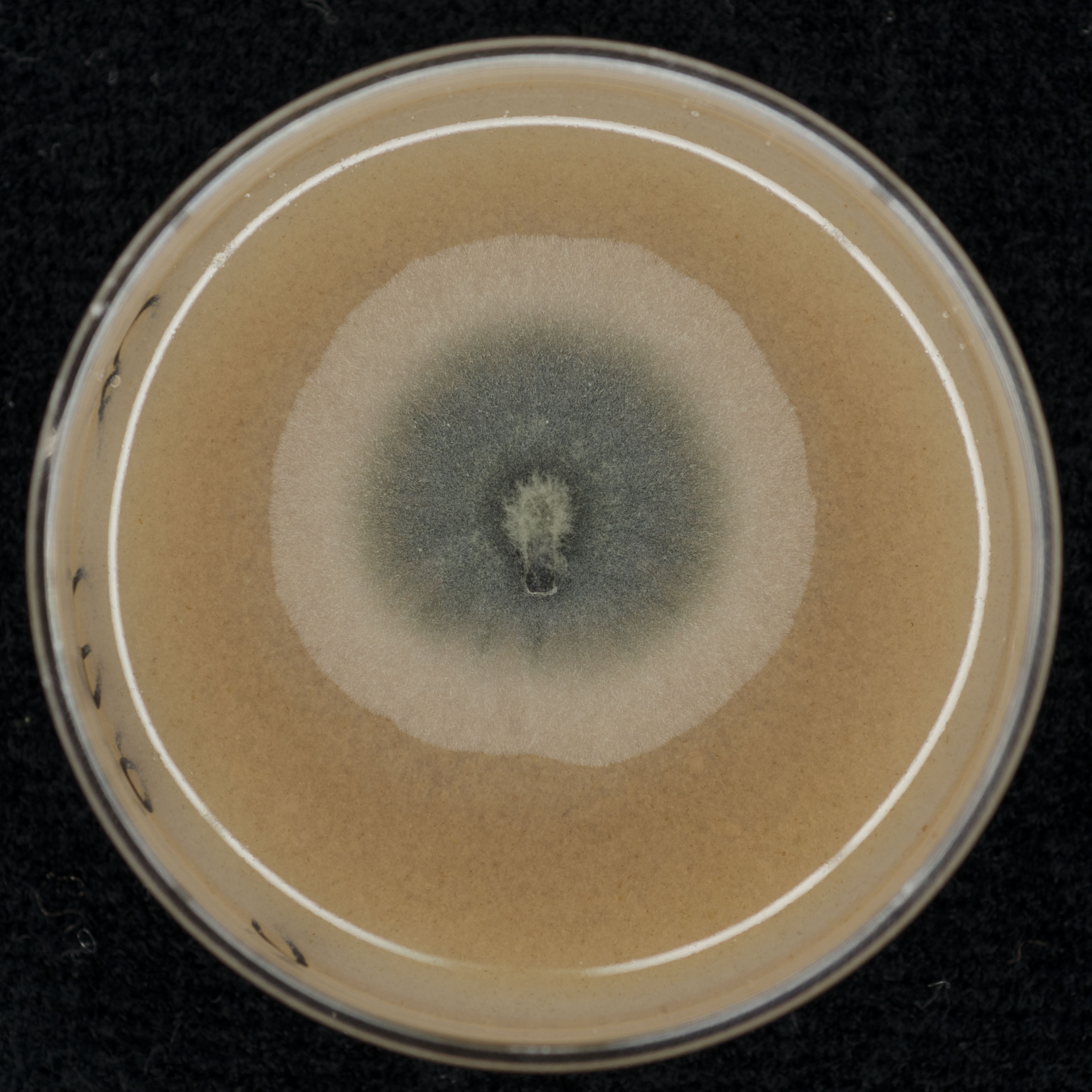 Phyllosticta capitalensis CBS 117118 growing in the lab.