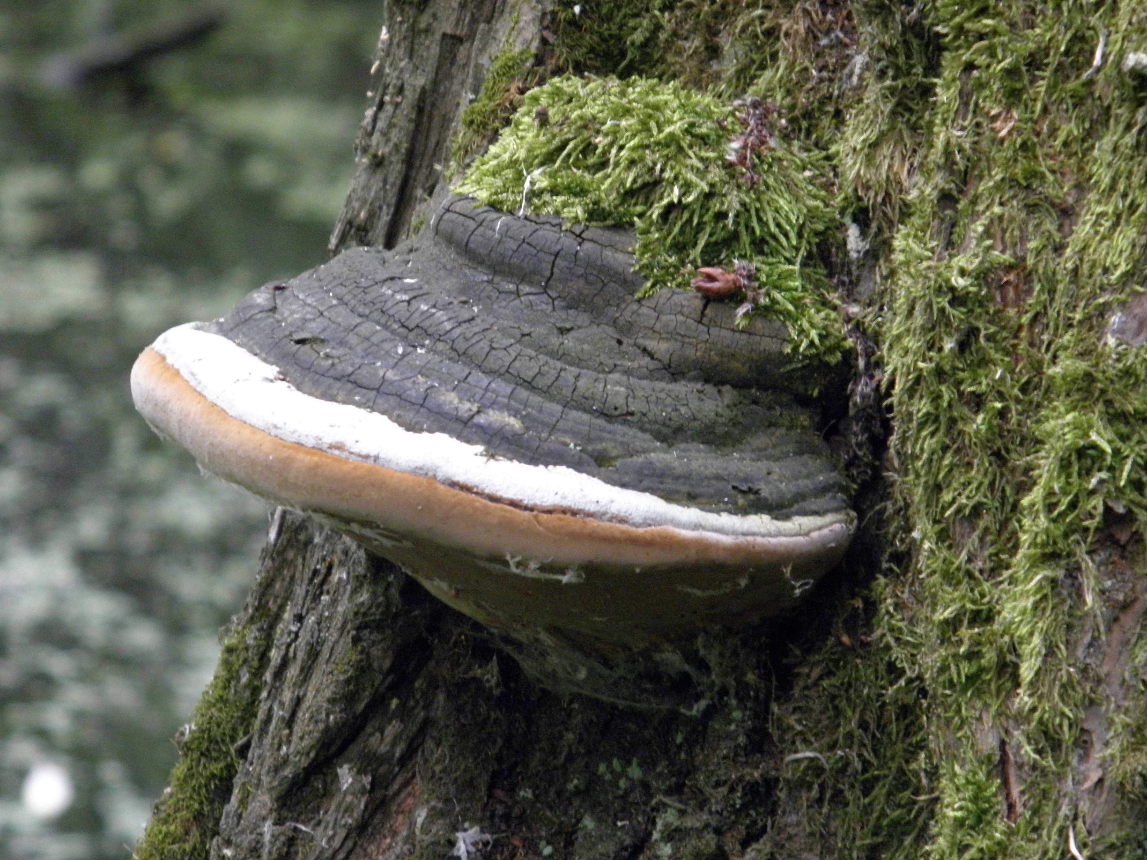 Photo: Phellinus igniarius polypore (credit: Michal Tomsovsky).