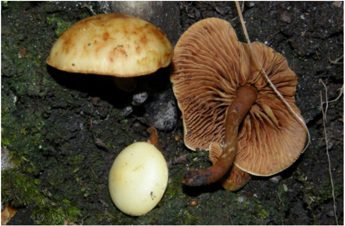 Pholiota alnicola by J.M. Barrasa