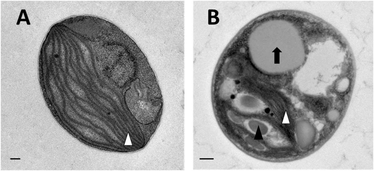 Cell morphology of Picochlorum soloecismus. 