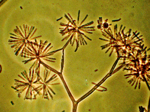 Piptocephalis cylindrospora is a mycoparasitic member of the subphylum Zoopagomycotina, a phylum of the former Zygomycota. Zoopagomycotina are known as diverse parasites of nematodes, rotifers, amoebae, fungi and other hosts. P. cylindrospora is obligately parasitic on Mucorales and infects the host through means of specialized haustoria. Haustoria are branched, walled cells that penetrate the host cell wall and are used for energy extraction. Strain RSA2659 is cultivated on the Mucoraceous mold Cokeromycesrecurvatus. Aerially dispersed spores of the parasite are produced in merosporiangia, sporangia with few spores, produced in a linear manner. Piptocephalis is the first sequenced member of the subphylum. A goal of this project is to understand the deep phylogeny of the early terrestrial fungi considered zygomycetes that produce whose sexual state is limited to a single cell, the zygosporangium. Because of its obligate parasitism, single cell genomics methods were used for genome sequencing.

Piptocephalis is characterized by the production of relatively large, brownish sporophores that exhibit three-dimensional dichotomous branching. Each terminal branch of P. cylindrospora ends in a deciduous head cell bearing the merosporangia.
