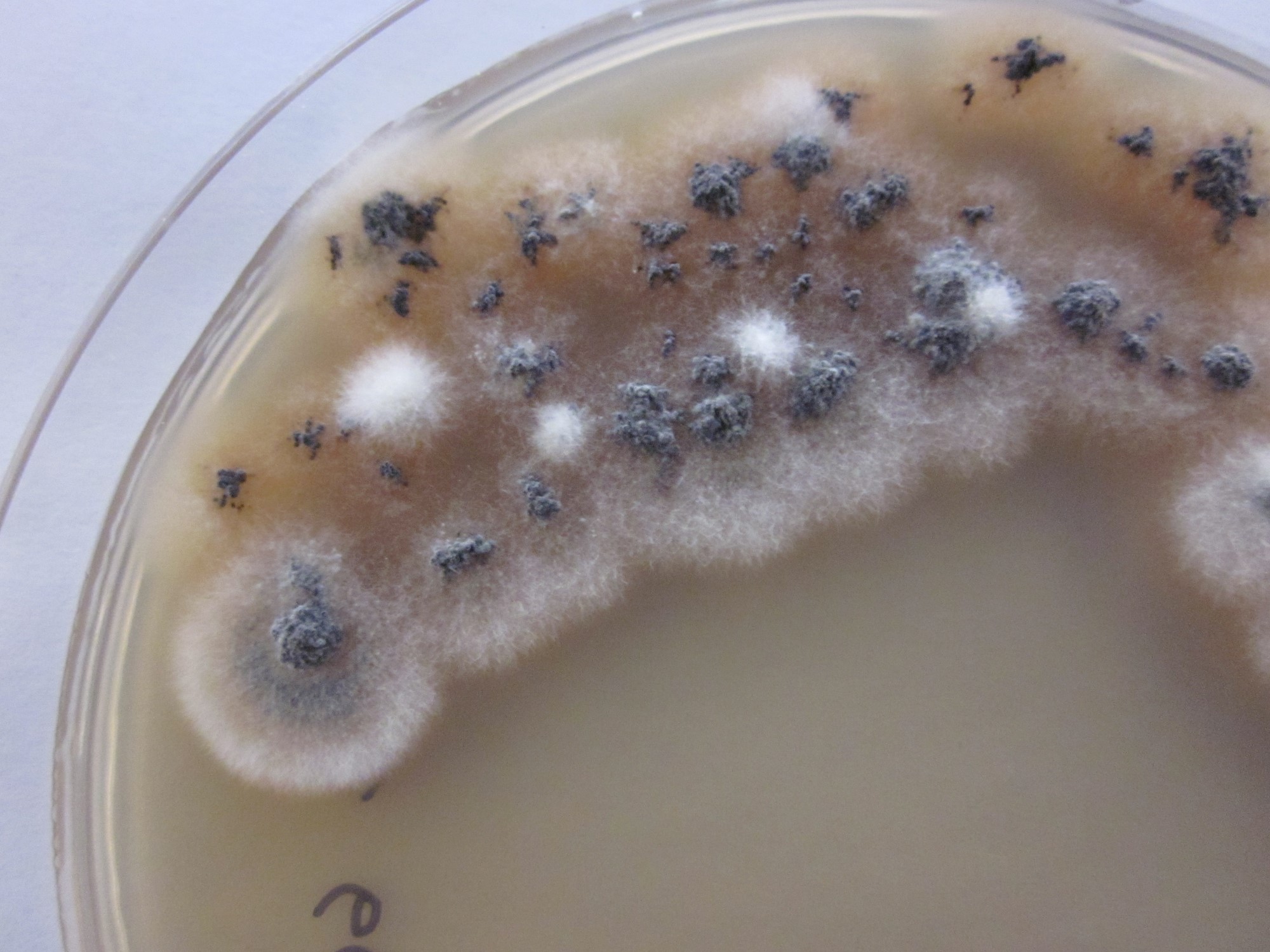 Pleospora avicennia ATCC 66911 growing in the lab.