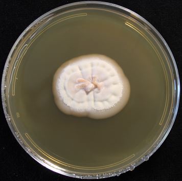 Xylariales sp. AK1849 on 2% malt extract agar (MEA). photo credit: J. M. U’Ren.