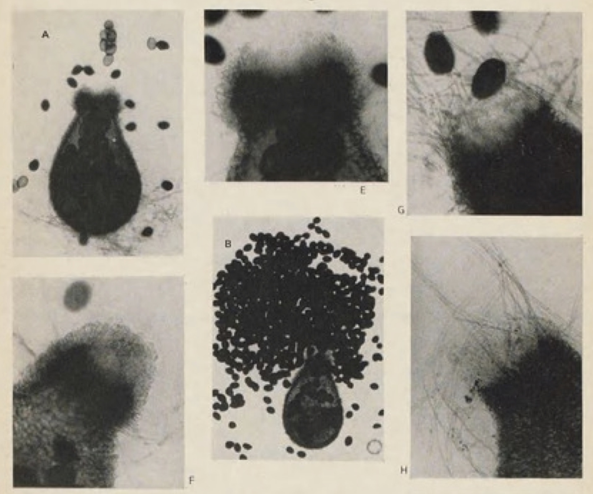 Perithecia and ascospores of <i>Podospora cupiformis</i> by Cailleux (1969). 
Source: Museum National d’Histoire Naturelle, Paris.