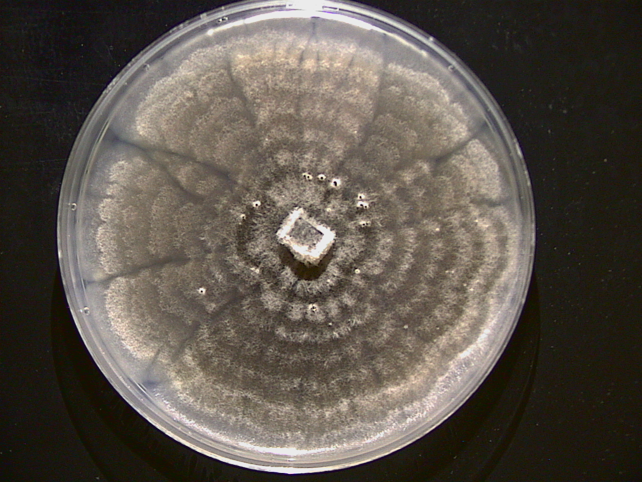 Mycelial colony of Podospora platensis. [Image Credit: Lucas Bonometti - Institut Agro, Montpellier, France]