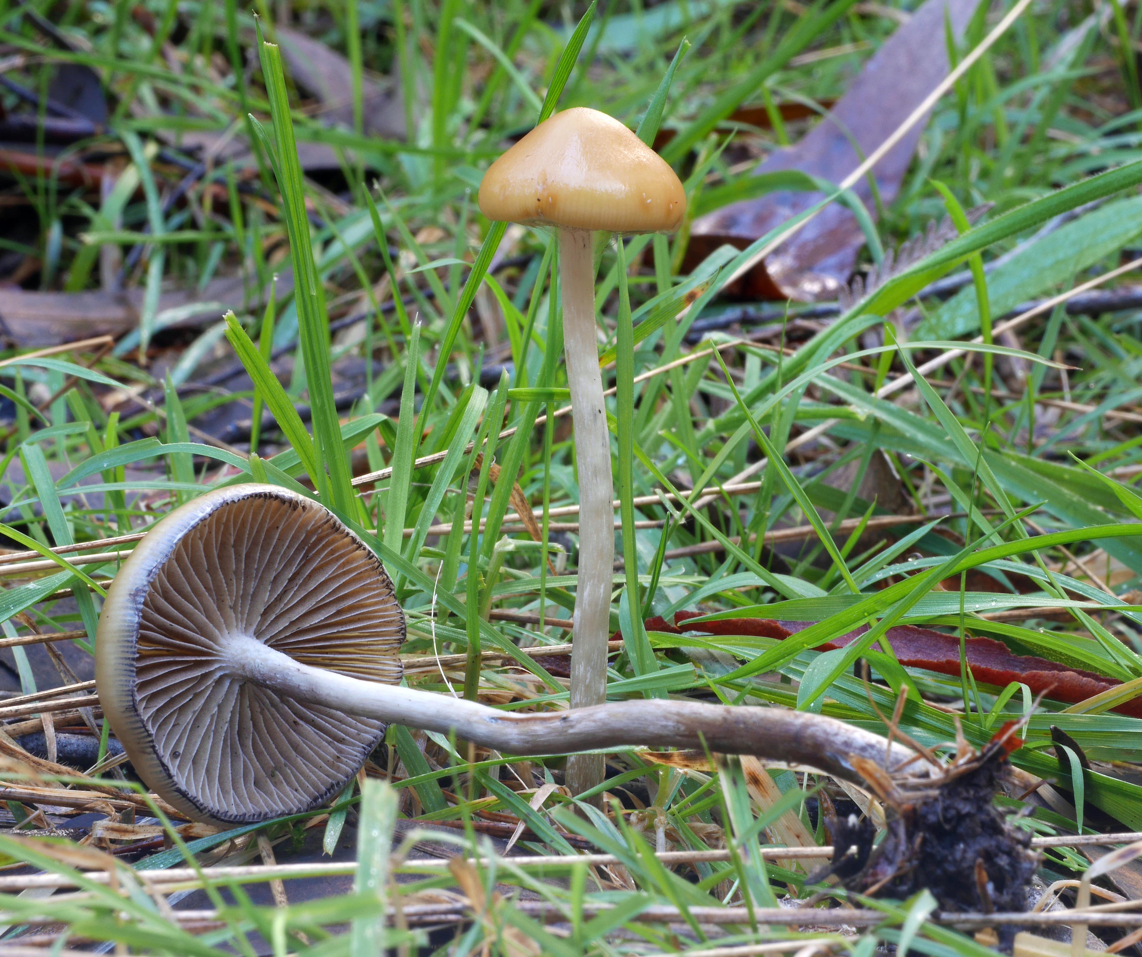 Psilocybe subaeruginosa