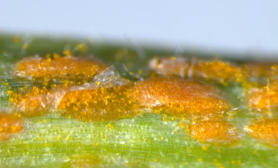 Pustules of Puccinia striiformis f. sp. tritici 104 E137 A-. Photo credit: Yiheng Hu.