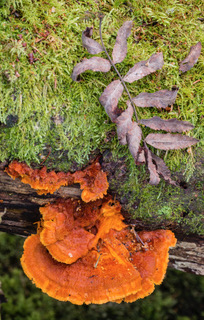 Pycnoporellus fulgens