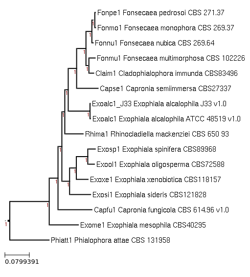 Rhinocladiella mackenziei CBS 650.93