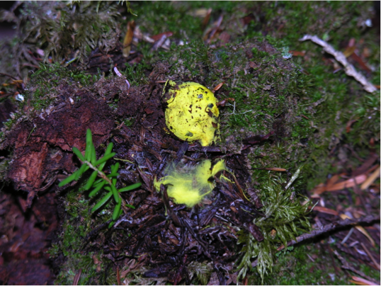 Rhizopogon truncatus