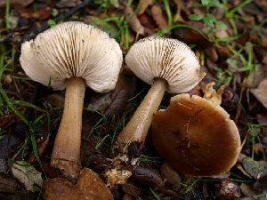 <em> Rhodocollybia butyracea</em> by José María Barrasa