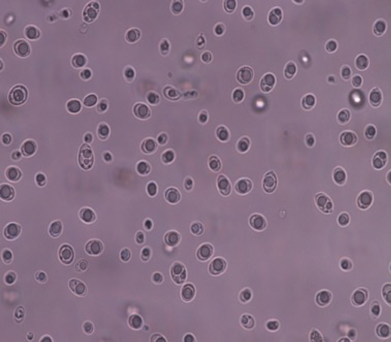 R. diobovatum cells grown on GMY medium 10x magnification
Picture credit: Irene U. Fakankun
