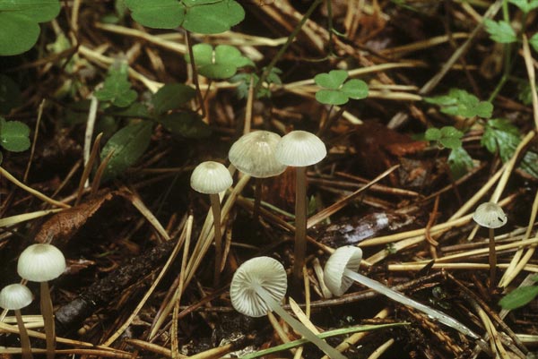 Roridomyces roridus