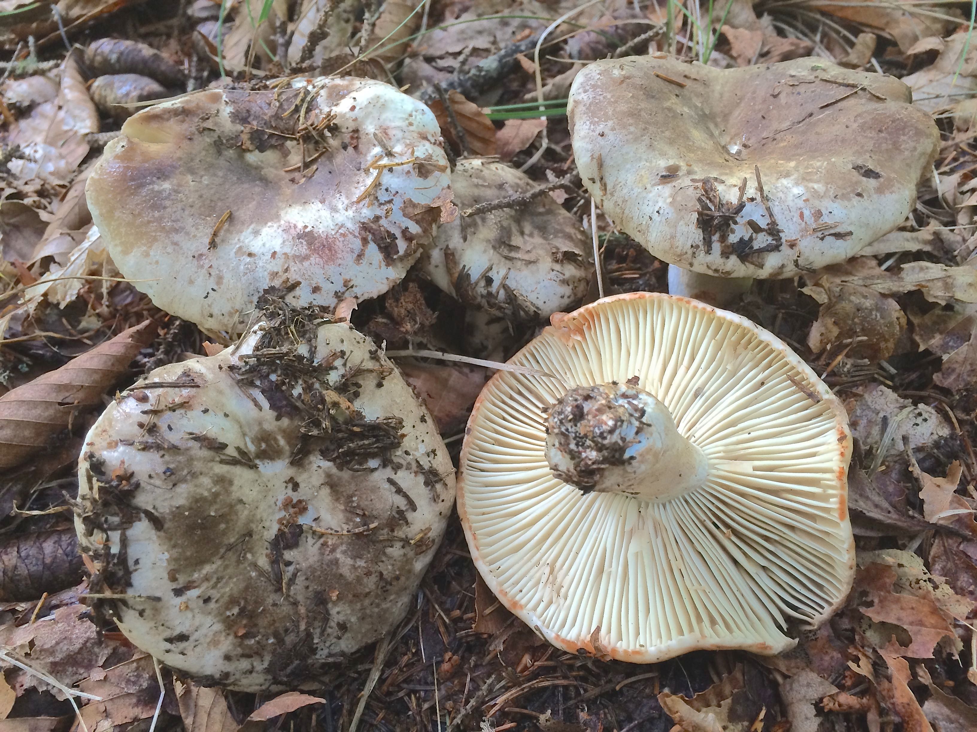 Russula dissimulans
