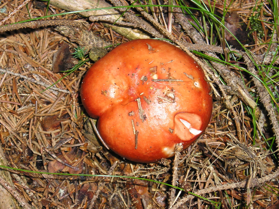 Russula emetica