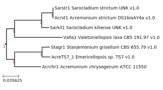 Maximum-Likelihood phylogeny generated by FastTree for Sarocladium kiliense UNK and related species