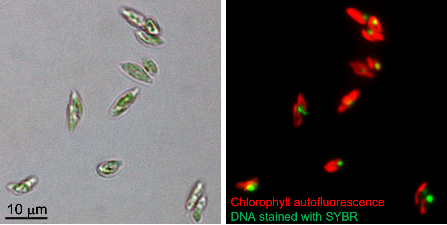 Microscopy images of Scenedesmus sp. strain WC-1