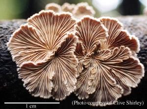 Photo of Schizophyllum commune Tattone D v1.0