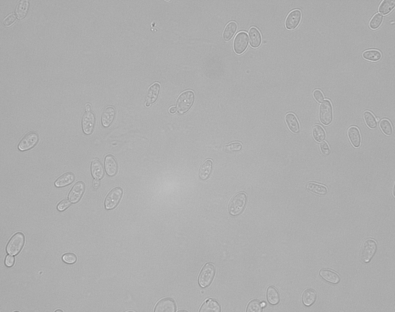 Scheffersomyces virginianus NRRL Y-48822T. Photo credit: Katharina Barros, David Krause, Chris Hittinger