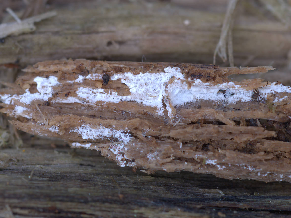 Small fruiting body of Sistotrema sernanderi in the field