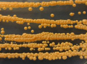 Sporobolomyces linderae.